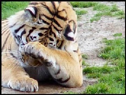 1361932867-sad-tiger