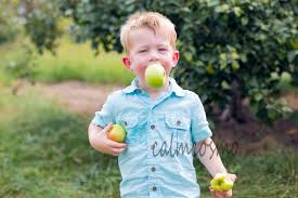 applepicking